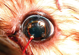 Stella S Cataract Surgery Animal Eye Clinic