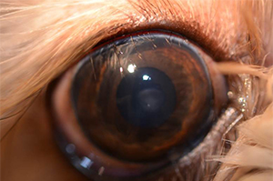 abnormal eyelashes in dogs, distichia, in dogs