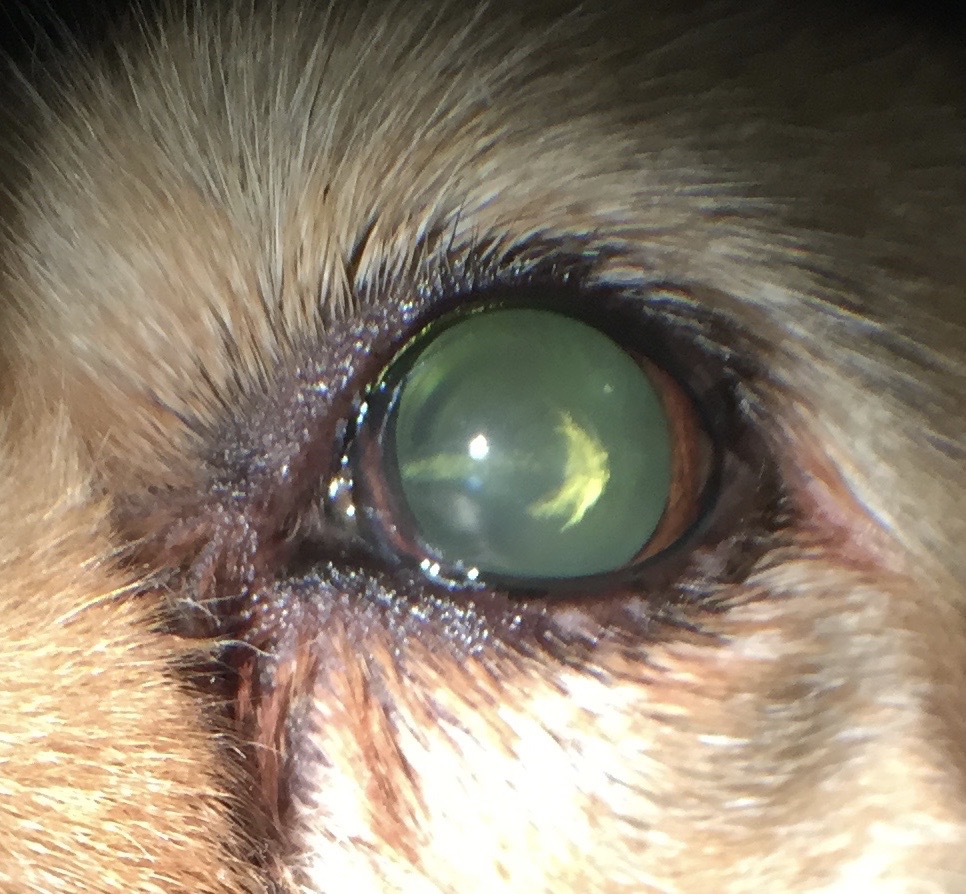 sign of cataracts in dogs