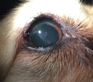 cataract-canine-animal-eye-clinic