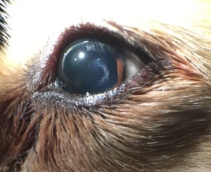 cataract-canine-1c animal eye clinic