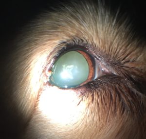 cataract-canine-1d animal eye clinic