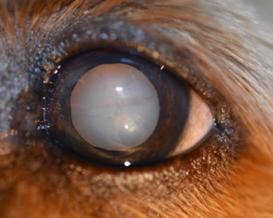 cataract-canine-2-animal-eye-clinic