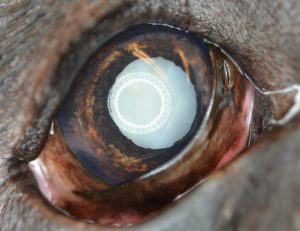 cataract canine example 3 animal eye clinic