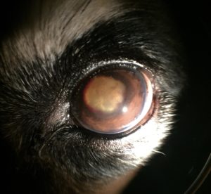 Cataract - Canine – Animal Eye Clinic
