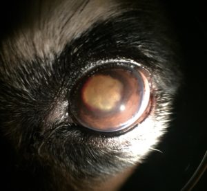 cataract canine 4 animal eye clinic