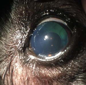 cataract canine example 5b at animal eye clinic