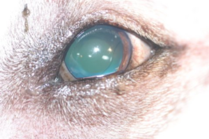 caratact canine example 5 animal eye clinic