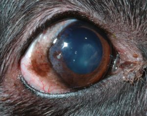 chronic-superficial-keratitis-canine