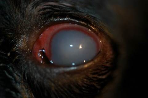 to fjerne Flipper Glaucoma In Dogs – Animal Eye Clinic