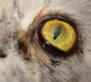 corneal surgery in cat, corneal transplant in cat, eye surgery in cat, Corneal Ulers in Dogs and Cats