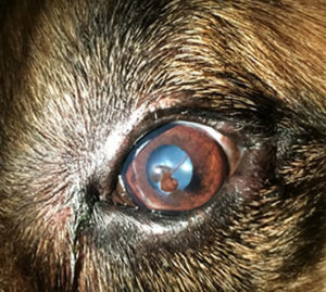 what happens when a dog scratches his eye