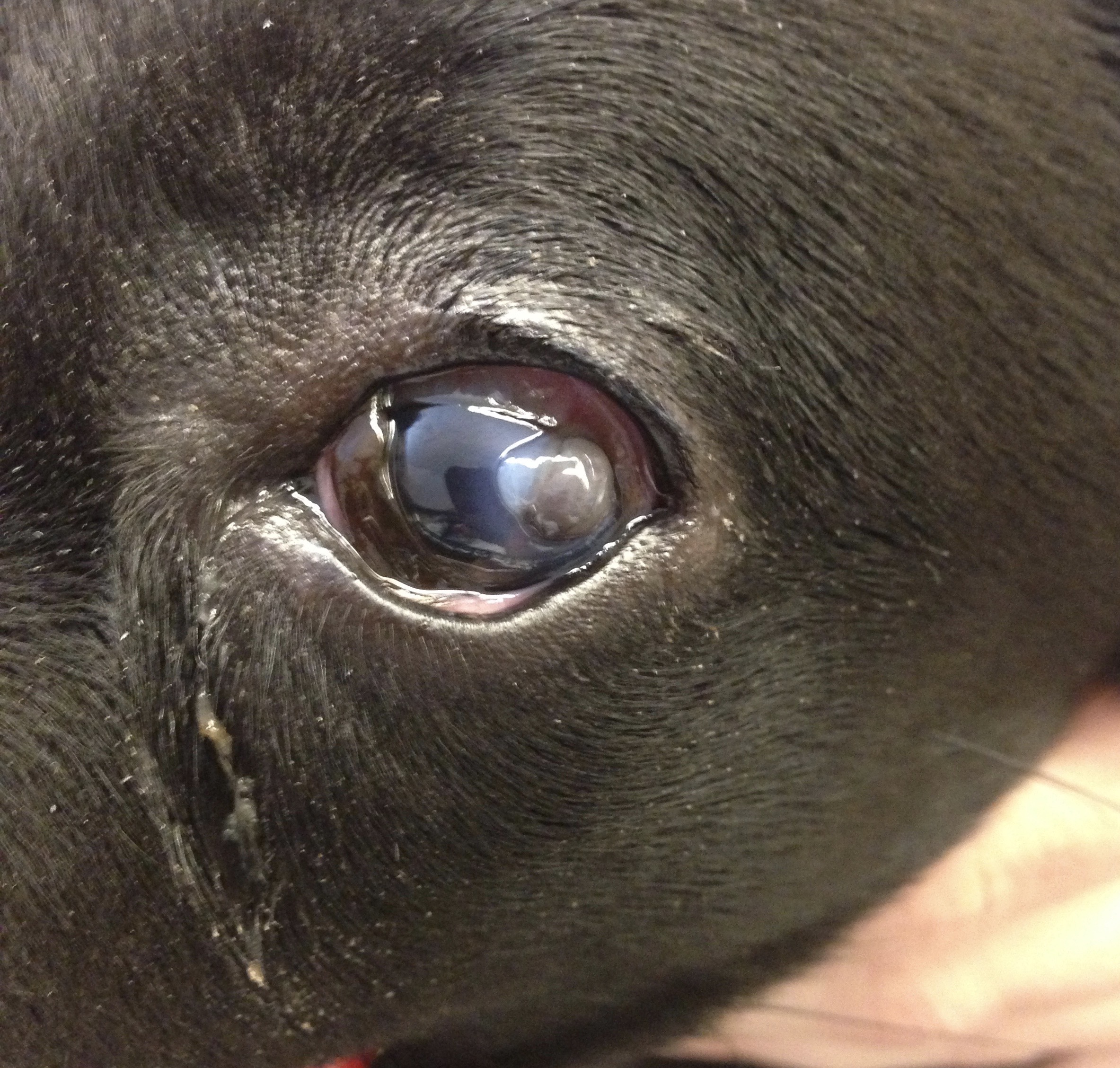 what happens when a dog scratches his eye