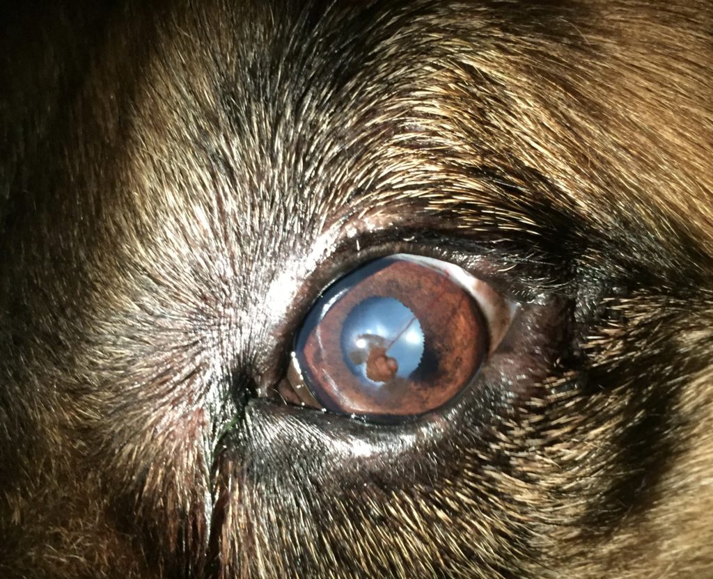 corneal-ulcer-in-dogs-treatment - Animal Eye Clinic