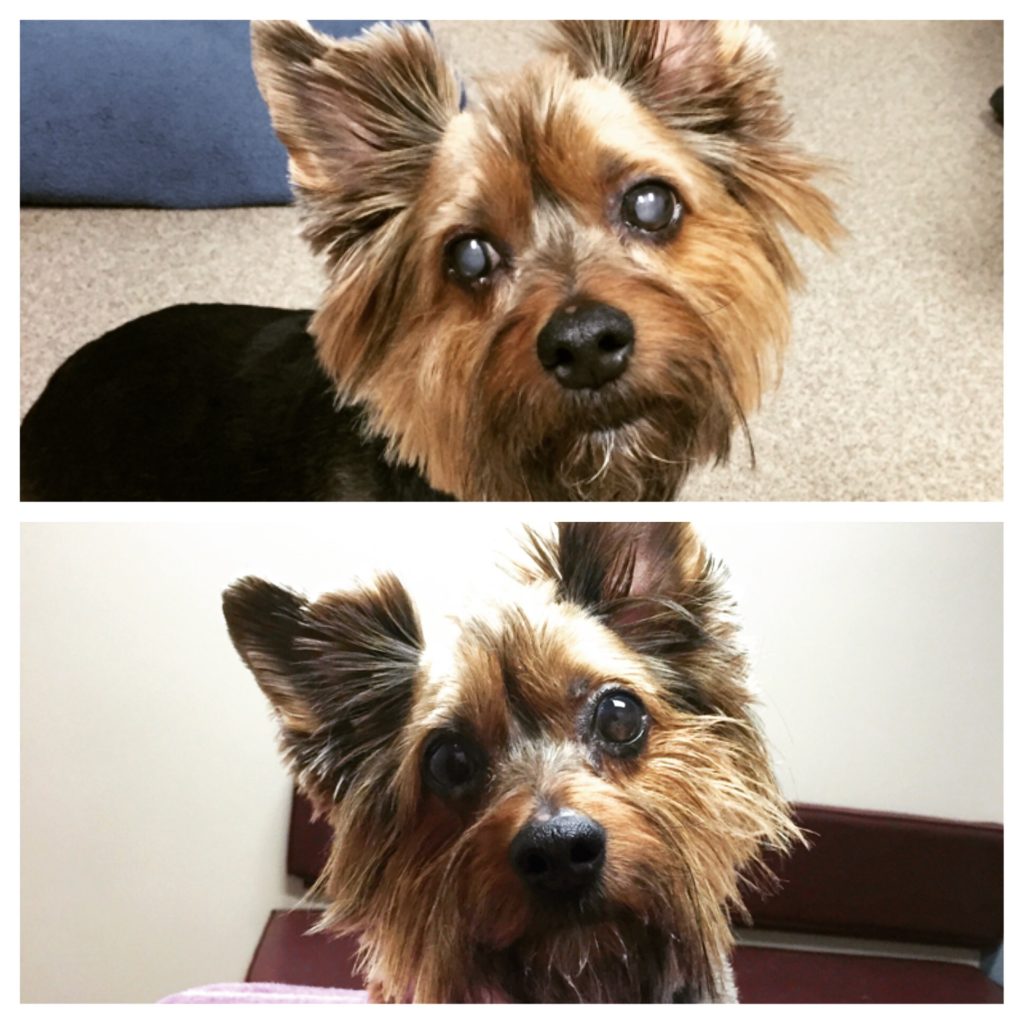 dog-cataract-before-and-after – Animal Eye Clinic