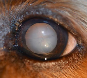 immature dog cataract, dense dog cataract