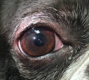 after dog cataract surgery