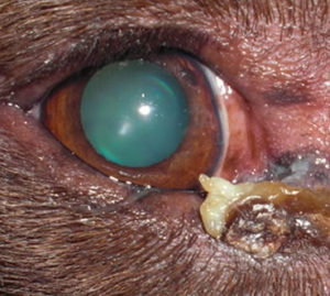 dry eye disease in dog, dog dry eye disease, canine dry eye disease (KCS)