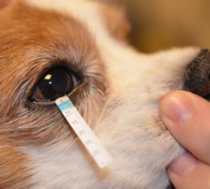 dry eye disease in dogs test, tear test in a dog for dry eye disease