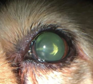 early stage cataract in dogs, incipient cataracts in dogs