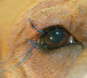 entropion (eyelid rolling, eyelid inversion) in dogs treatment