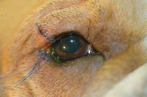 entropion-eyelid-rolling-surgery-in-animals – Animal Eye Clinic