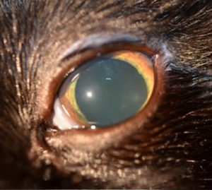 cat with uveitis, eye inflammation, eye problems in cats