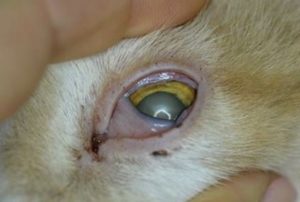 feline herpes flare up example in cats