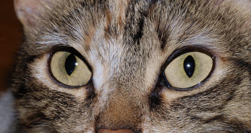 felineherpestreatmentincats Animal Eye Clinic
