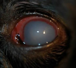 glaucoma in dogs