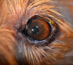 glaucoma treatment in dogs, after glaucoma treatment in dogs