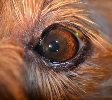 can glaucoma be treated in dogs