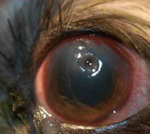 infected corneal ulcer (corneal scratch, corneal abrasion) in a dog, Corneal Ulers in Dogs and Cats