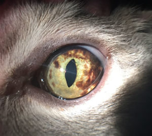 iris-melanoma-in-cat, Eye problems in Cats
