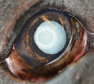 mature cataract, cataract surgery in dogs 