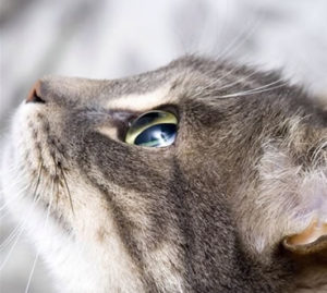 normal-eye-in-cat, Eye problems in Cats