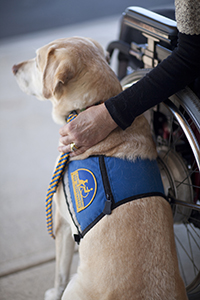 Annual Service Dog Event at Animal Eye Clinic in Carmel, IN 