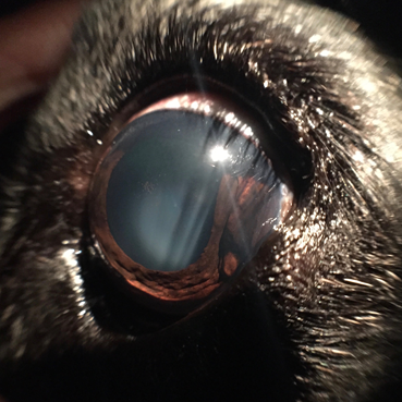 What Does Cancer Look Like In A Dogs Eye