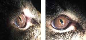 uveal-melanoma-feline-animal-eye-clinic