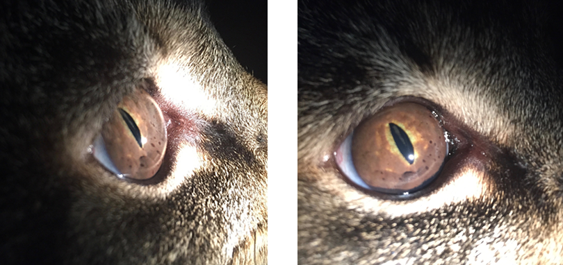 Uveal Melanoma Feline Animal Eye Clinic