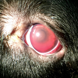 does hyphema in dogs go away