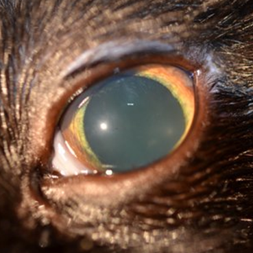 Uveitis Feline Animal Eye Clinic