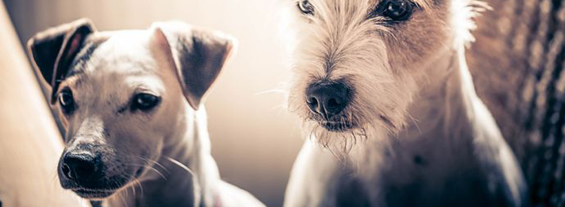 animal-eye-clinic-abnormal-eyelashes-in-dogs