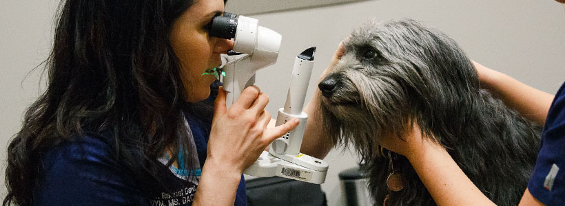 animal-eye-clinic-entropion-eyelid-rolling-in-dogs-2