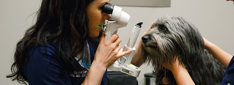 animal-eye-clinic-pet-vision-2