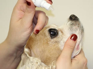 how to put eye drops in your dog