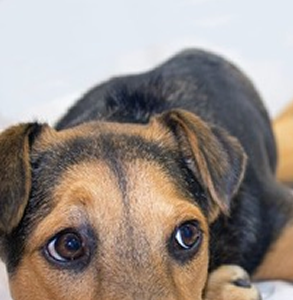 Animal Eye Surgery - What you need to Know – Animal Eye Clinic Animal Eye Surgery - What you need to Know – Animal Eye Clinic