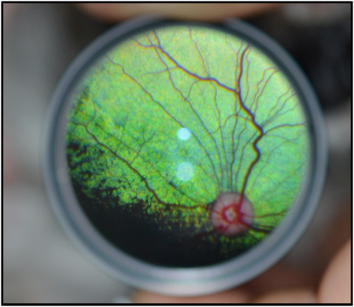 Stella S Cataract Surgery Animal Eye Clinic