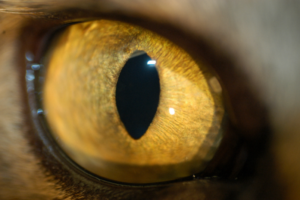 photograph of a normal cat eye