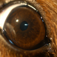 photograph of a normal dog eye